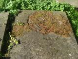 image of grave number 344693